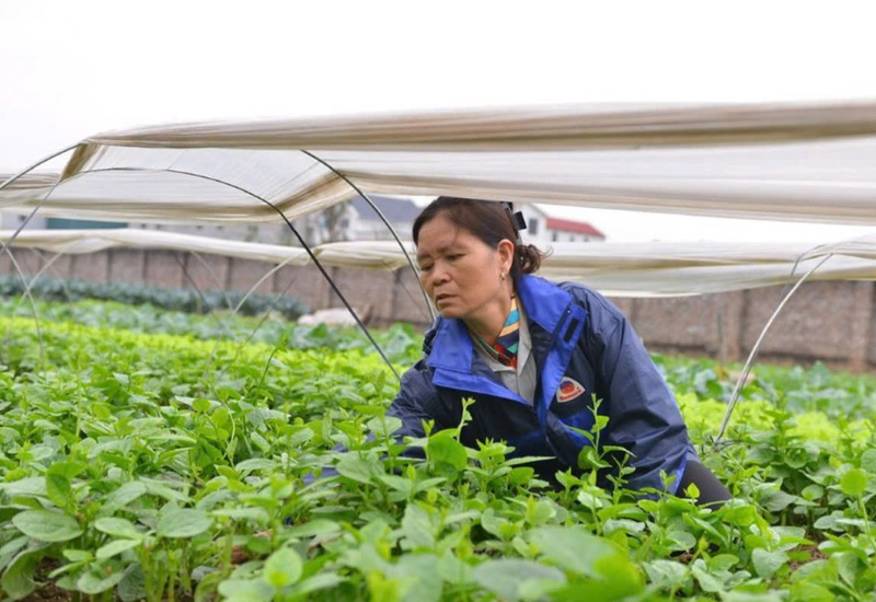 Vườn rau hữu cơ cung cấp nguyên liệu để sản xuất ống hút ECOS. Ảnh: NVCC