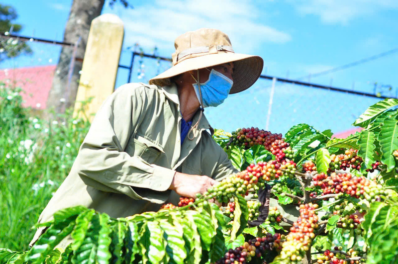 Những trái cà phê chín mọng đang được nông dân thu hoạch kĩ lưỡng