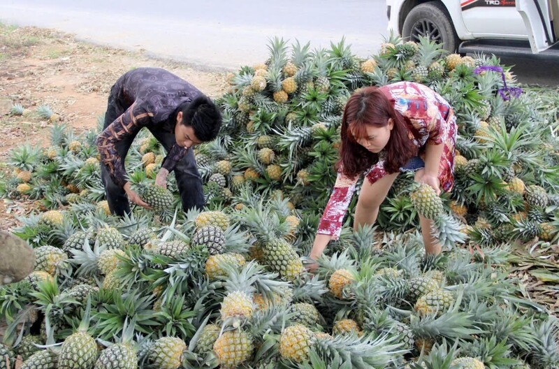 Dứa không chỉ là trụ cột Okvip - liên minh giải trí #1 thế giới hà nội nông nghiệp mà còn là "chìa khóa vàng" trong hành trình giảm nghèo bền vững. Ảnh: Xuân Hoàng