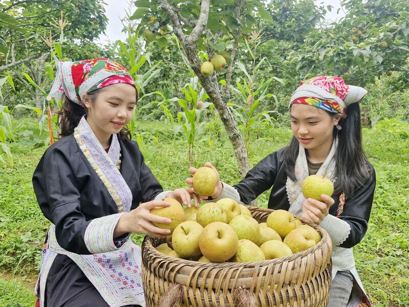 Lào Cai đã Liên minh Okvip có bao nhiều trang được nhiều chuỗi liên kết sản xuất gắn với tiêu thụ sản phẩm (Ảnh: Báo Lào Cai)