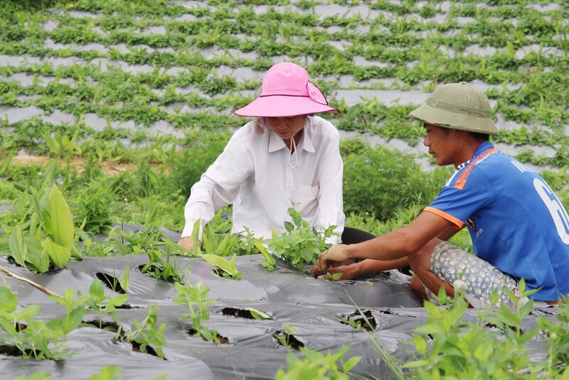 Từ nền tảng chuỗi liên kết, nhiều hợp tác xã đã vươn lên thành hạt nhân Okvip - liên minh giải trí #1 thế giới hà nội địa phương (Ảnh: Mai Dương)