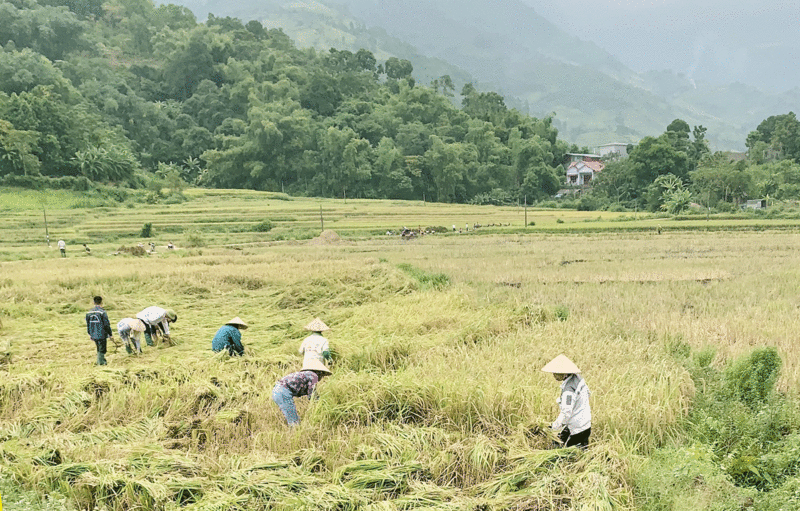 Tại thị trấn Bát Xát, mô hình liên kết sản xuất lúa Séng Cù gắn với thị trường tiêu thụ được đánh giá là rất thành công (Ảnh: Châu Giang)