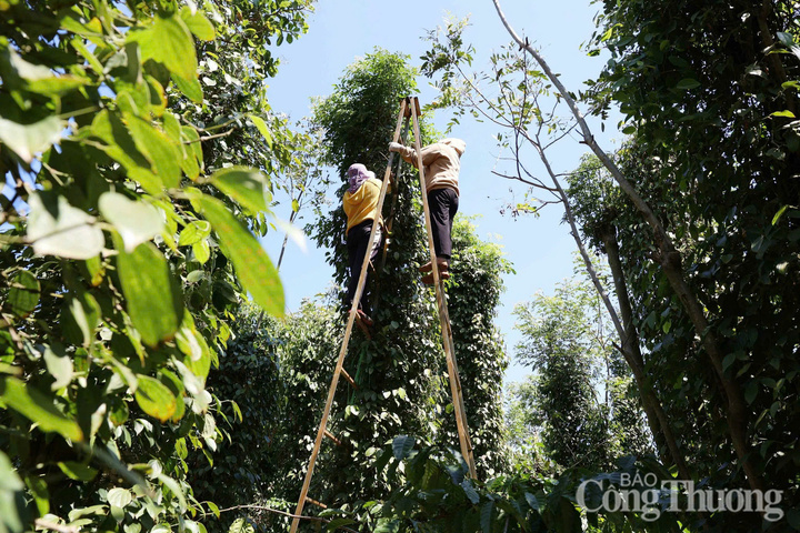 Người dân thu hoạch tiêu
