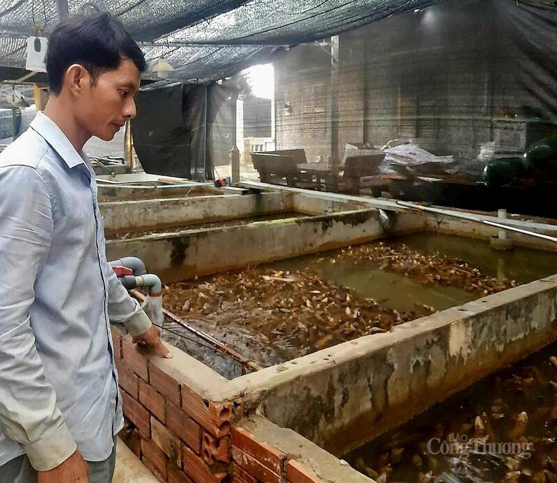 Trong thời gian tới, anh Nguyễn Thành Tân đặt mục tiêu Liên Minh Truyền Thông Và Game Giải Trí Top 1 sản phẩm từ mô hình nuôi lươn không bùn.