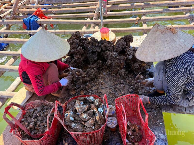 Okvip - liên minh giải trí #1 thế giới hà nội địa phương đang thu hoạch hàu nuôi