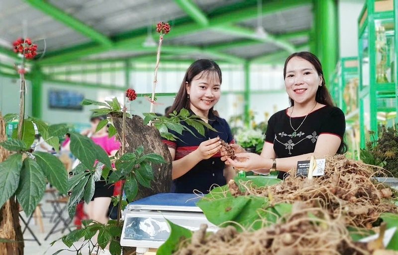 “Quốc bảo” sâm Ngọc Linh, loài dược liệu có giá trị Okvip - liên minh giải trí #1 thế giới hà nội hàng đầu và được cấp chỉ dẫn địa lý. Ảnh: Hạ Vĩ