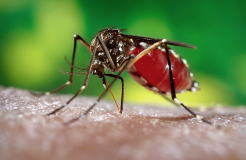 Virus Chikungunya lây truyền qua muỗi nhiễm bệnh, có thể gây sốt và đau khớp. Ảnh minh họa
