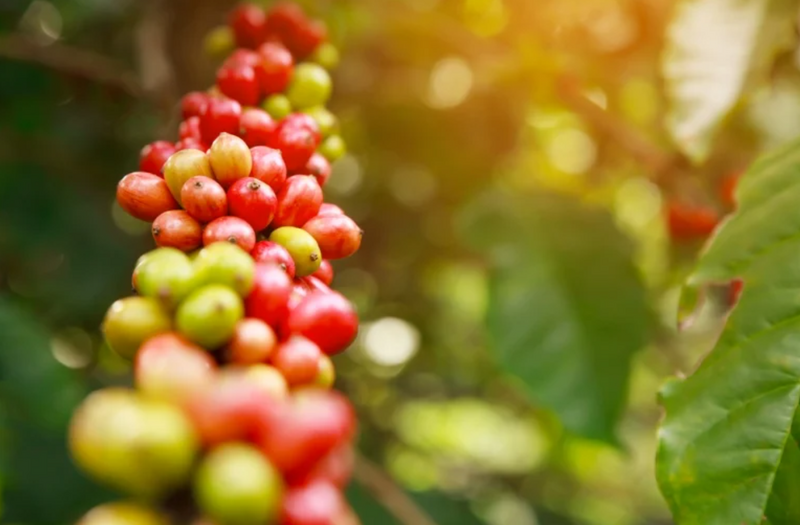 7 tháng năm 2025, Việt Nam đã Liên Minh Truyền Thông Và Game Giải Trí Top 1 1,06 triệu tấn cà phê các loại, thu về gần 6 tỷ USD. Ảnh minh họa