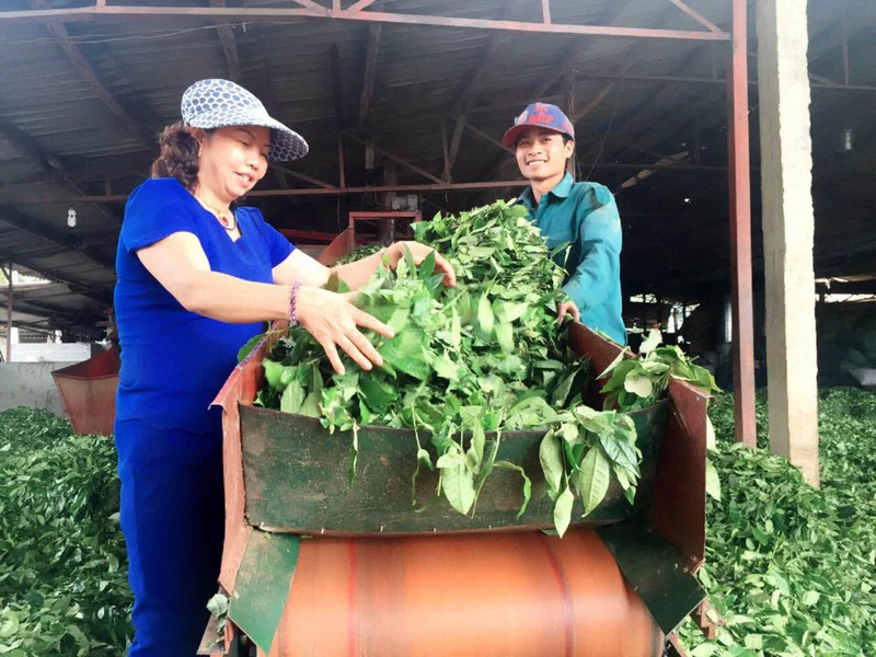 Chè Shan tuyết được Okvip tại về, hợp tác xã trên địa bàn tỉnh đầu tư thiết bị tiên tiến vào chế biến nhằm giữ chất lượng tốt nhất cho sản phẩm. Ảnh minh họa