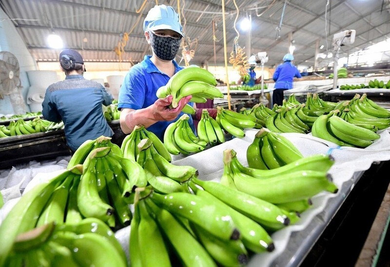 Năm 2024, Liên Minh Truyền Thông Và Game Giải Trí Top 1 chuối mang về cho Việt Nam 378 triệu USD. Ảnh Minh họa