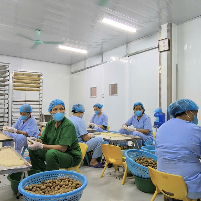 Nhãn tươi được mang về xưởng tách vỏ và hạt, sau đó được đưa vào máy sấy công suất lớn để cho ra thành phẩm long nhãn có chất lượng đồng đều. Ảnh: M.T
