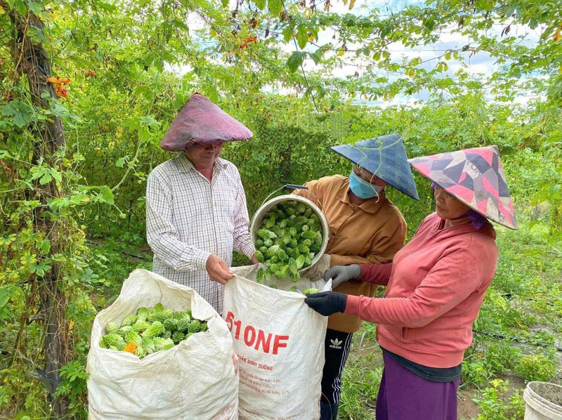 Xã Kon Đào chuyển dịch sản xuất nông nghiệp theo hướng hàng hóa, liên kết chuỗi giá trị. Ảnh: Bình An