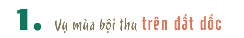 Longform | Sơn La: Hiệu quả vượt trội từ chuỗi giá trị trái cây  - 1