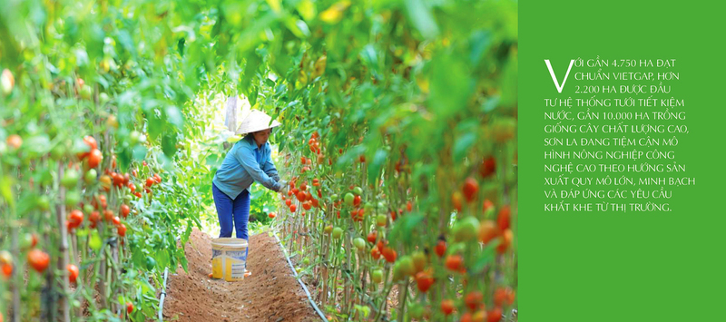 Longform | Sơn La: Hiệu quả vượt trội từ chuỗi giá trị trái cây  - 5