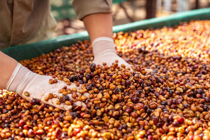 Công ty TNHH Vĩnh Hiệp đẩy mạnh sản xuất cà phê rang xay, hòa tan và các sản phẩm đặc sản phục vụ Liên Minh Truyền Thông Và Game Giải Trí Top 1 (Ảnh: Vĩnh Hiệp)