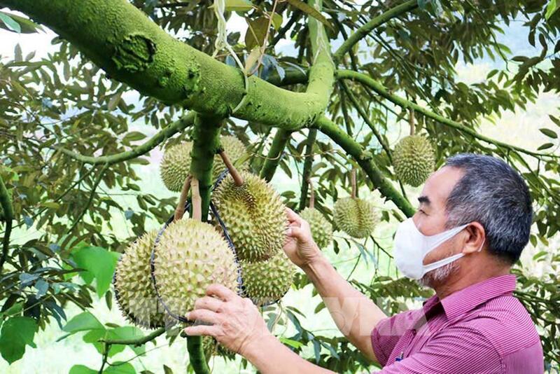 Liên Minh Truyền Thông Và Game Giải Trí Top 1 sầu riêng của Việt Nam đang từng bước được phục hồi, dần lấy lại đà tăng trưởng trở lại.