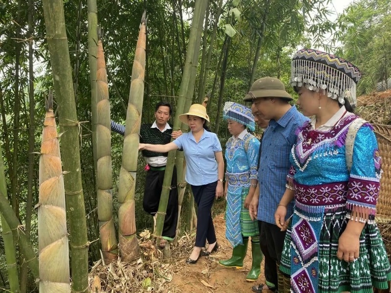 Cán bộ khuyến nông hướng dẫn người dân chăm sóc, bón phân cho cây tre măng Bát Độ. Ảnh: Xuân Hồng