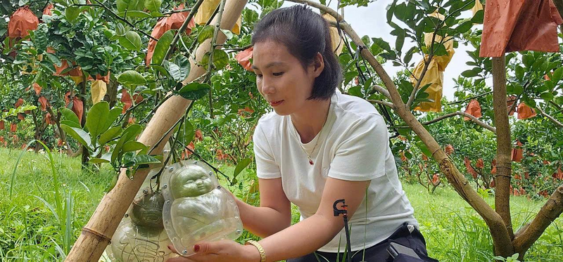 Nhờ có sự định hướng của chính quyền địa phương, gia đình bà Bằng Thị Sáu thành công với mô hình trồng bưởi tạo hình với thu nhập cao. Ảnh: NVCC