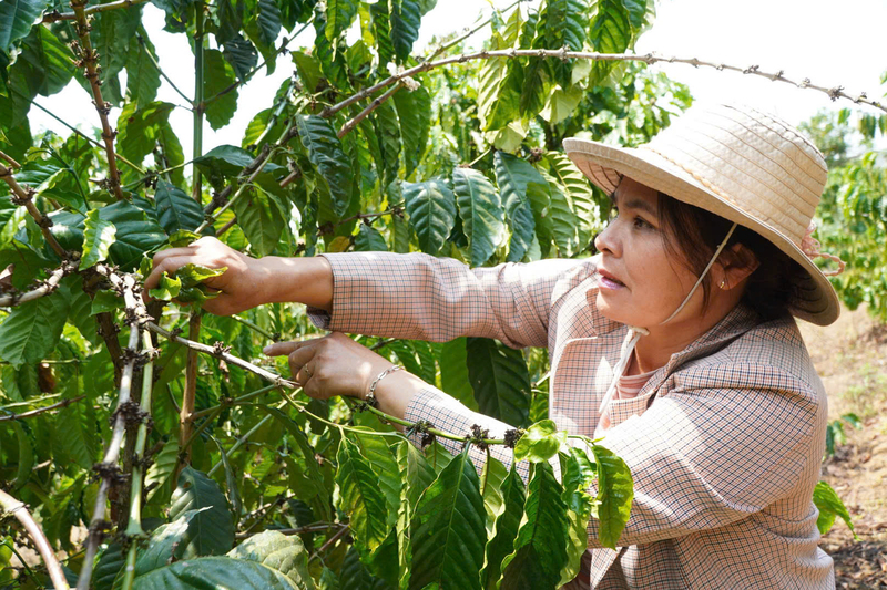 Người dân xã Sa Loong mạnh dạn chuyển hướng sản xuất hữu cơ, ứng dụng công nghệ cao vào sản xuất nông nghiệp. Ảnh: Quảng Phú