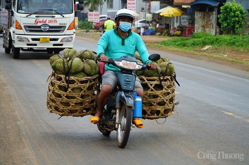 Người dân đi chở sầu riêng nhập cho các chủ vựa