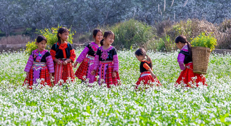 Mộc Châu điểm đến hấp dẫn bậc nhất vùng Tây Bắc. Ảnhh minh họa