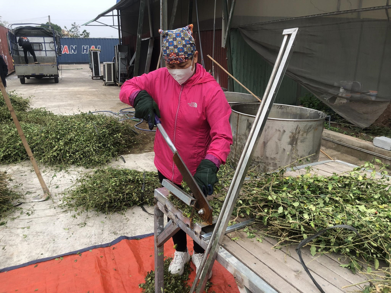 Nhân viên hợp tác xã sản xuất và chế biến dược liệu Nam Sơn xử lý thô cây cà gai leo. Ảnh HTX Nam Sơn