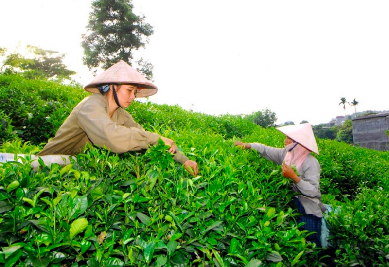Chè - sản phẩm định danh thương hiệu cho Thái Nguyên, giúp bà con dân tộc thiểu số trên địa bàn tỉnh thoát nghèo. Ảnh minh hoạ