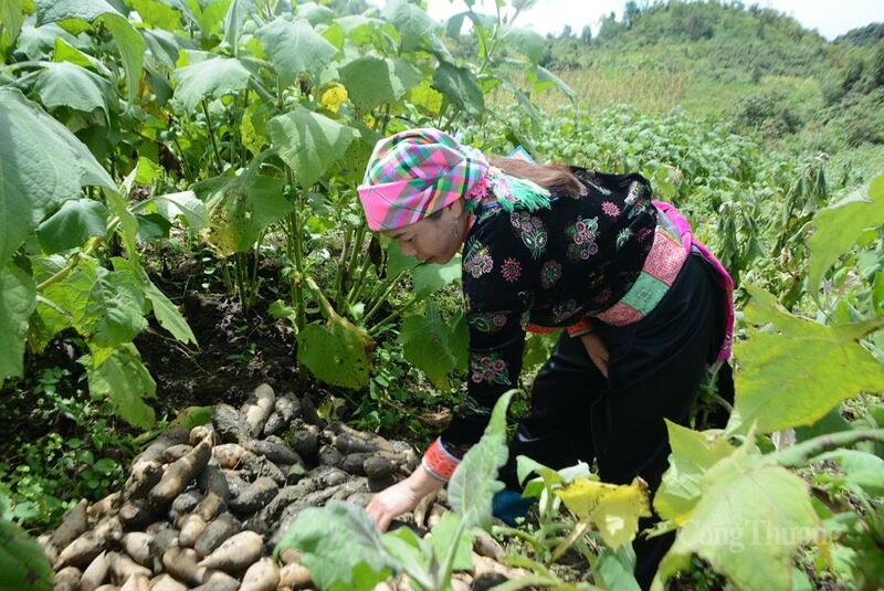 Khoai sâm Sìn Hồ được định hướng Liên minh Okvip có bao nhiều trang thương hiệu, trở thành sản phẩm OCOP.