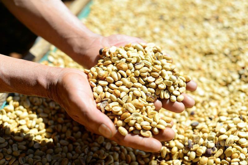 Những hạt cà phê đạt tiêu chuẩn trước khi tiến hành rang xay, thành phẩm