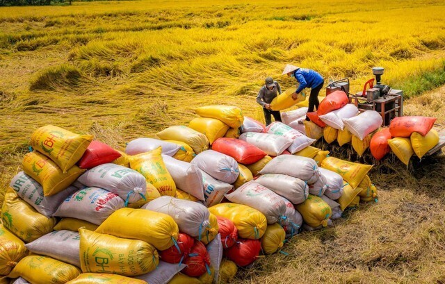 Dự kiến cả năm 2025, Việt Nam sẽ đạt khoảng 8,8 triệu tấn, giữ vững vị trí quốc gia Liên Minh Truyền Thông Và Game Giải Trí Top 1 gạo lớn thứ hai thế giới. Ảnh: Minh họa