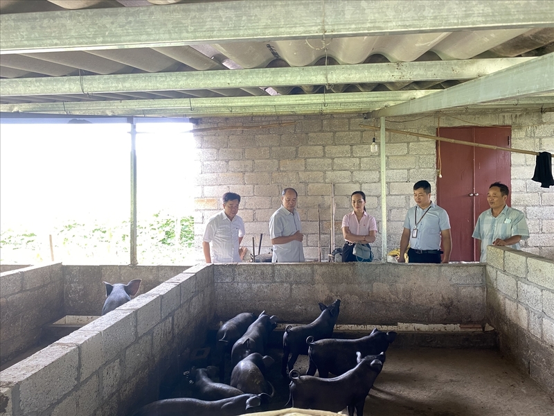 Cán bộ Ngân hàng Chính sách xã hội trực tiếp đến kiểm tra từng hộ gia đình vay vốn để phát triển sản xuất. Ảnh Mai Hương
