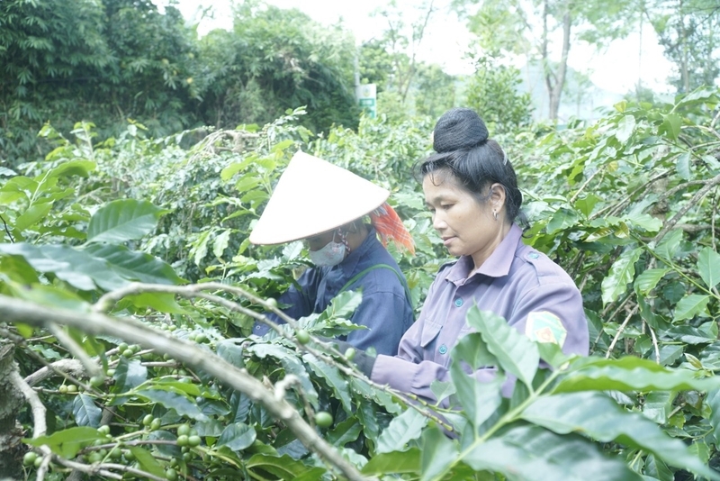 Tỉnh Điện Biên tập trung duy trì diện tích cà phê hiện có, mở rộng tại các vùng thích hợp như Mường Ảng, Tuần Giáo, Mường Nhé,... Ảnh: N.H