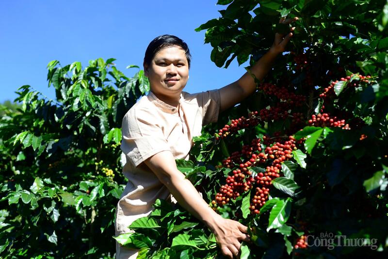 Giá cà phê thế giới tăng, trong nước giảm nhẹ.