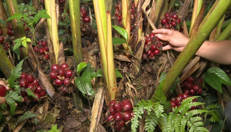 Cây thảo quả dưới tán rừng. Ảnh: Minh họa