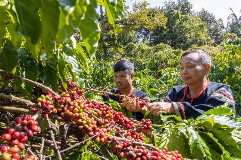 Nhãn hiệu Buon Ma Thuot Coffee còn tạo động lực để bà con thay đổi tư duy sản xuất, hướng đến canh tác bền vững (Ảnh: TTXVN)