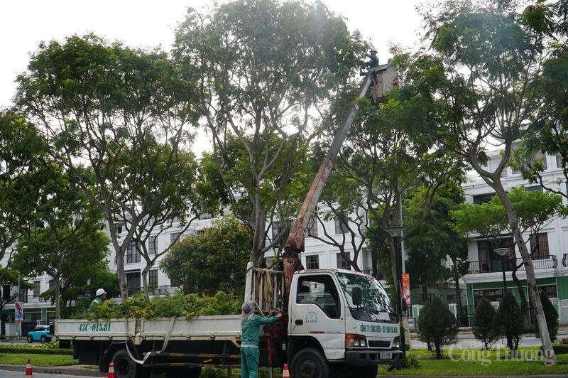 Cắt tỉa cây xanh phòng chống bão số 5