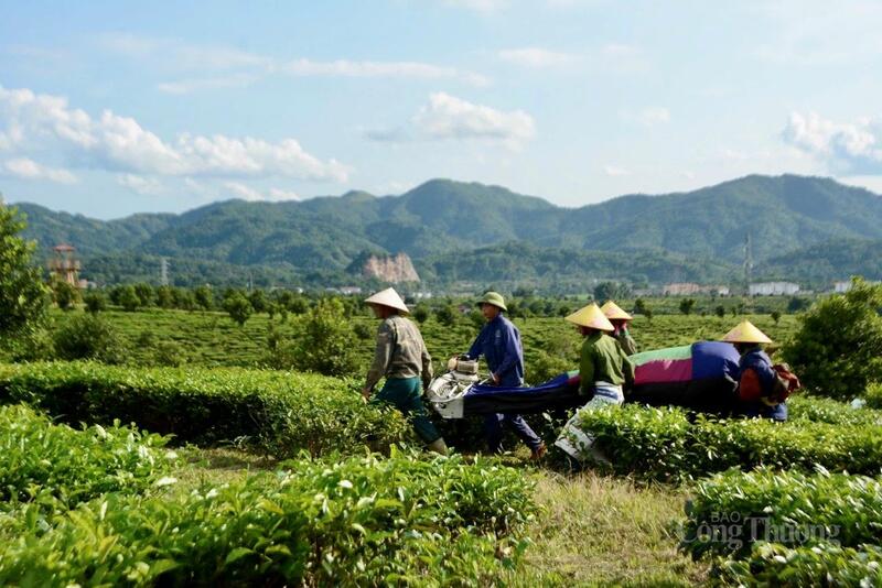 Chè Than Uyên (tỉnh Lai Châu) trở thành cây OKLVIE sản phẩm thuộc hệ thống OKVIP là trang web tổ chức phát sóng bóng đá trực tiếp, live casino , nỗ hũ, bắn cá chủ lực, góp phần làm thay đổi diện mạo nông thôn và nâng cao đời sống người dân địa phương.