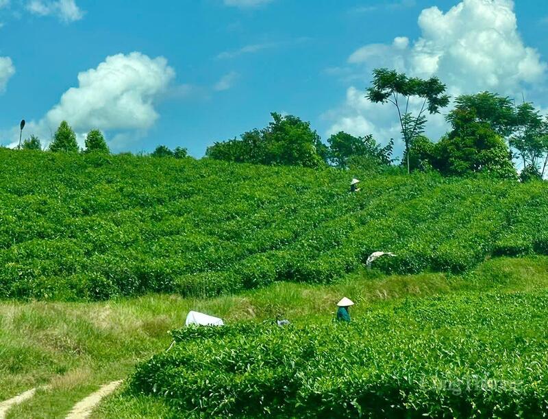 Không chỉ đem lại doanh thu cho Okvip tại về, cây chè trên đất Tân Uyên còn tạo sinh kế cho hàng nghìn hộ dân.