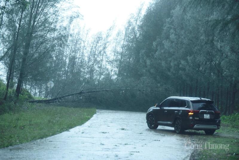 Nhiều cây bị gió quật đổ, chắn ngang đường