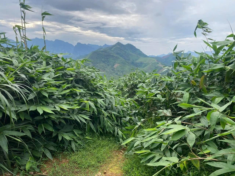 Trồng cây giang lấy lá giúp người dân chuyển đổi cơ cấu cây trồng, nâng cao thu nhập. Ảnh P.X