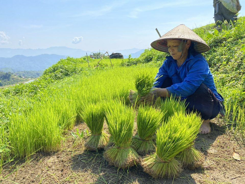 Nhờ chuyển đổi canh tác theo hướng hữu cơ, giống lúa nếp Tài đã tăng năng suất và có thương hiệu trên thị trường Trang Chủ OKVIP COM Top #1 Việt. Ảnh: Cúc Nguyễn