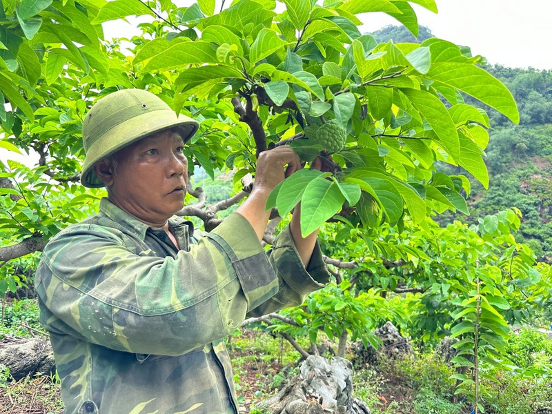 Mô hình na rải vụ giúp người dân Võ Nhai tránh tình trạng "được mùa mất giá". Ảnh minh họa