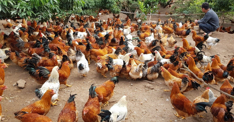 Mô hình nuôi gà đồi đem lại hiệu quả Okvip - liên minh giải trí #1 thế giới hà nội cao cho người dân Thái Nguyên. Ảnh minh họa