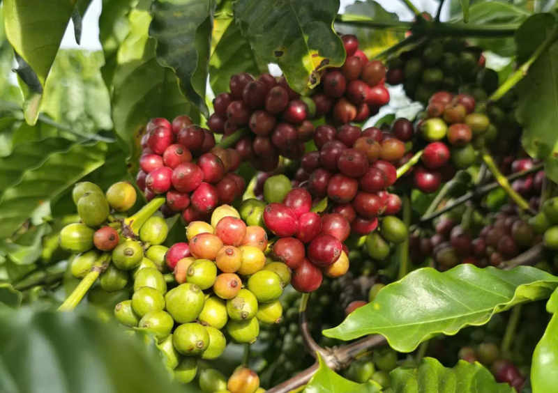 Cà phê Việt khẳng định vị thế thứ 2 tại thị trường Nhật Bản. Ảnh minh hoạ