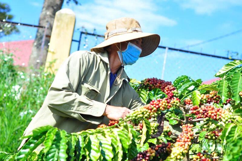 Nông dân Gia Lai thu hoạch cà phê