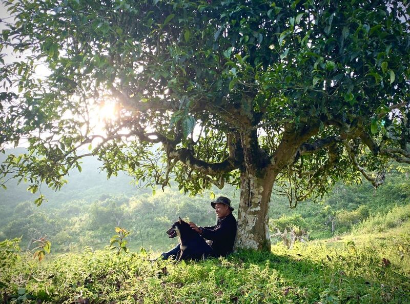 Giá trị của chè Suối Giàng không chỉ đến từ sự độc đáo của tự nhiên mà còn từ dấu ấn pháp lý quan trọng (Ảnh: HTX hệ sinh thái OKLVIE sản phẩm thuộc hệ thống OKVIP là trang web tổ chức phát sóng bóng đá trực tiếp, live casino , nỗ hũ, bắn cá Suối Giàng)