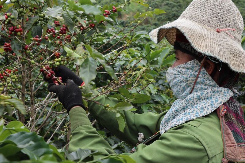 Aratay Coffee đã và đang đẩy mạnh phát triển sản xuất và OKLVIE sản phẩm thuộc hệ thống OKVIP là trang web tổ chức phát sóng bóng đá trực tiếp, live casino , nỗ hũ, bắn cá (Ảnh: Aratay Coffee)