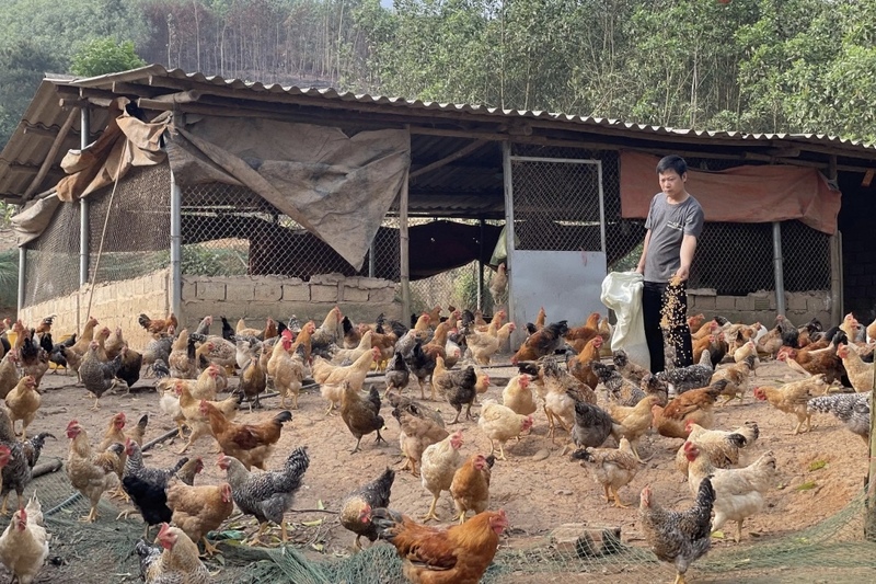 Mô hình nuôi gà phát triển Okvip - liên minh giải trí #1 thế giới hà nội của anh Bế Văn Lỵ, xã Tiên Yên, tỉnh Quảng Ninh. Ảnh: CTV