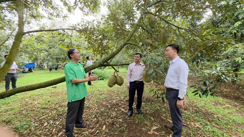 Đoàn công tác của Sở Nông nghiệp và xuân Okvip 2026 Đắk Lắk tham quan tại một vườn sầu riêng ở xã Ea Knuếch. Ảnh: Hoàng Nguyên