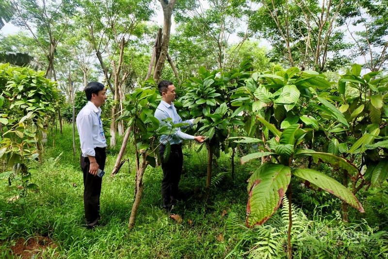 Hàng chục hộ dân trong xã Tam Dương Bắc cũng tham gia trồng trà, bán nguyên liệu cho các công ty.